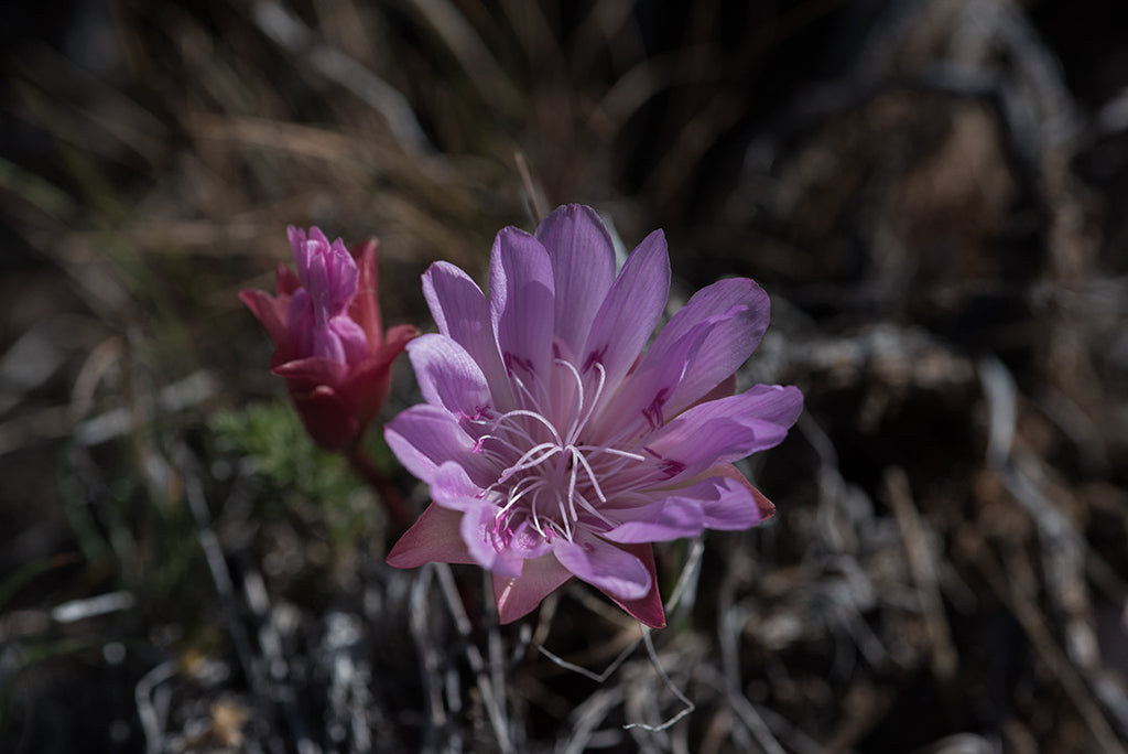 Rocky Mountain Time Machine