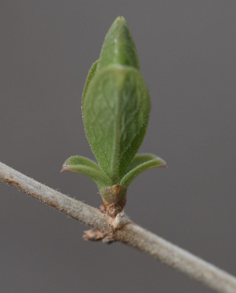 Small signs of spring