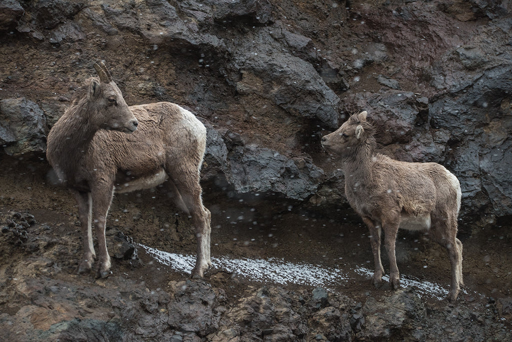 To Cody, Wyoming, looking for sheep