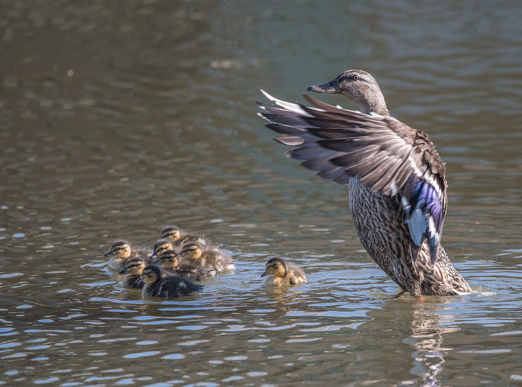A morning on the Yellowstone River