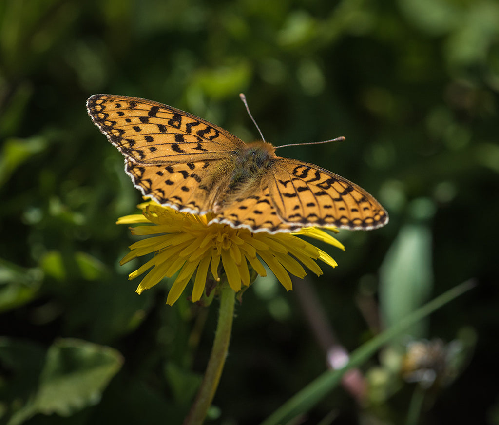 Big Horns Lepidoptera