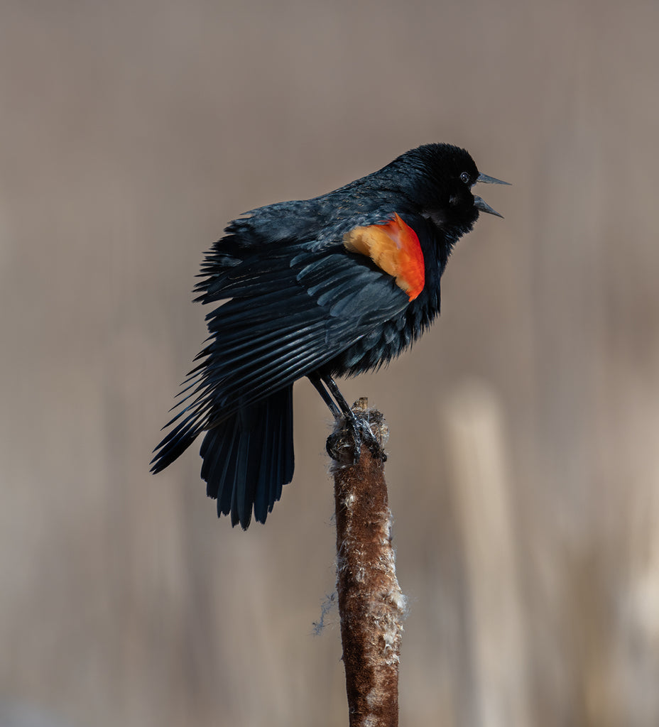 An Abridged Diary Of Spring