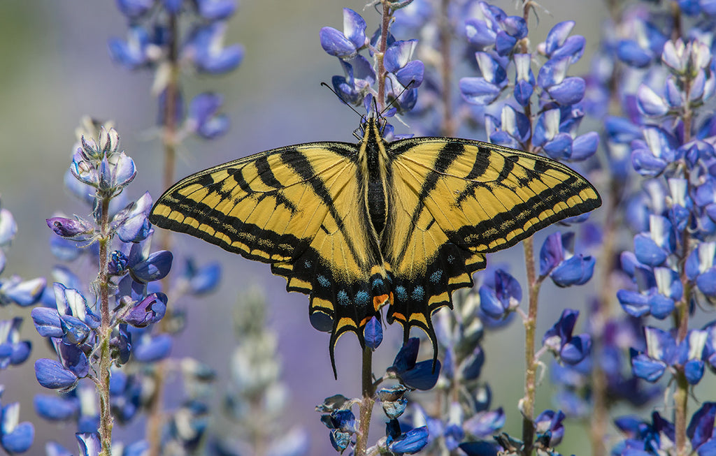 A Day with the Nikon D500