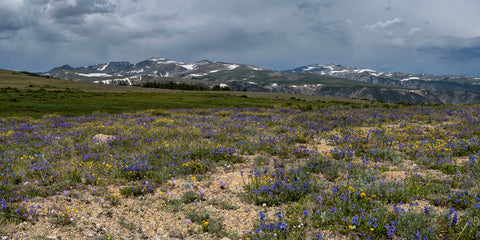 A Band of Color in the Beartooth