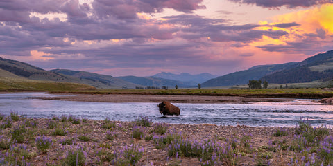 Lamar Valley Crossing