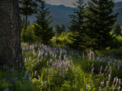 Evening Lupines