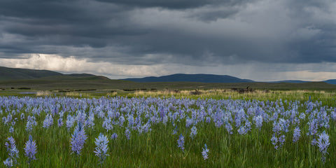 Evening Rain on the Camas Prairie