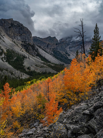 Orange Autumn Luminance