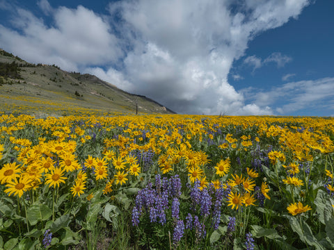 The Perfect Summer Day