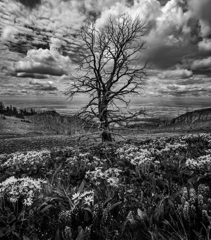 The Tree, The Sky, and the Flowers