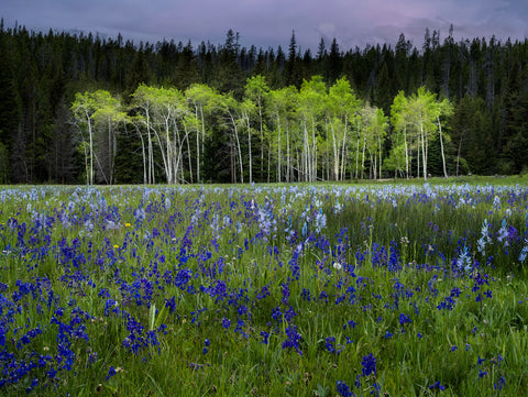 In The Twilight of Spring