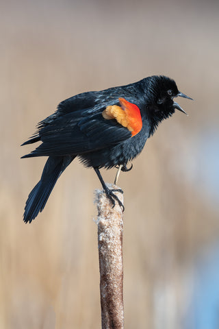 American Red Wing - Limited Edition