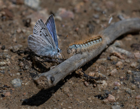 Looking Into The Future