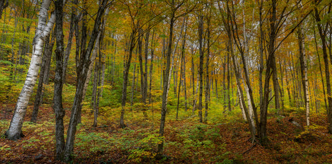 Inside The Deep Woods