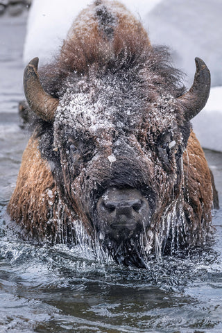 Wildlife