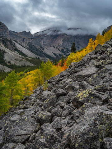 A Cross Section of Fall