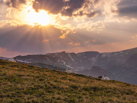 Their Day in the Sun
