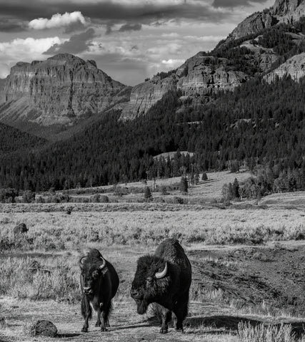 Honeymooning in Yellowstone