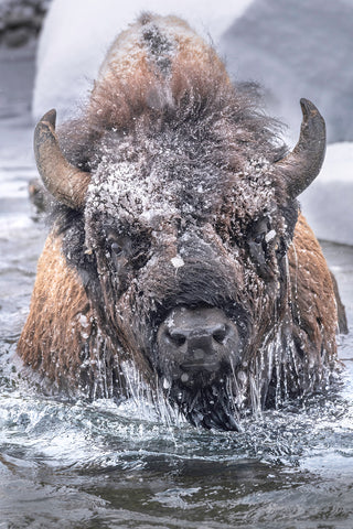 The Kraken 24x36 for Daniel Tyers