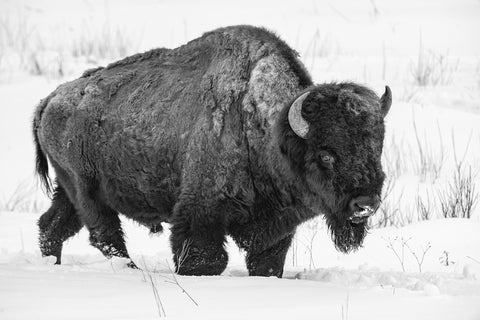 Late Winter in Yellowstone National Park