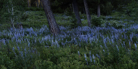 Moonlight In The Forest