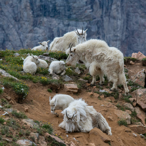 High Mountain Nursery