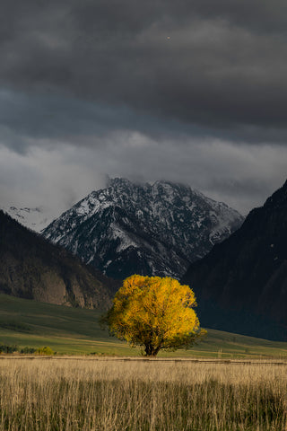 Nature's First Green