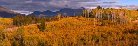 The Golden Light of Dawn