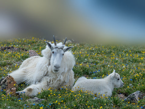 Welcome to the World