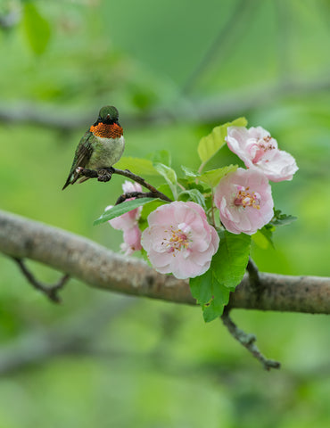 Apple Of My Eye - limited edition