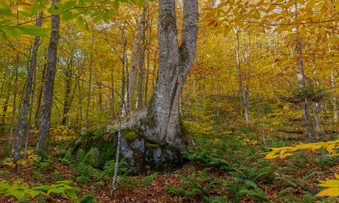 Birch on a Boulder