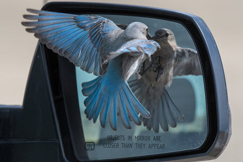 Closer Than They Appear