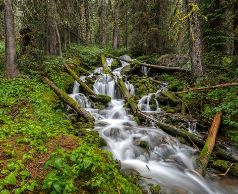 Falling Through The Deep Woods 25x30" 2021 Holiday Sale