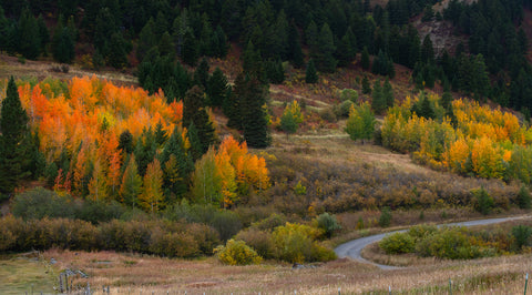 Fall on a Back Road