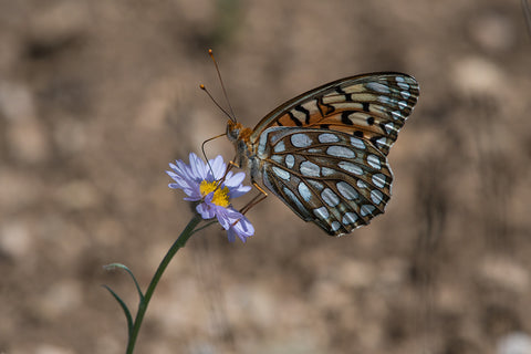 Fritillary Focus