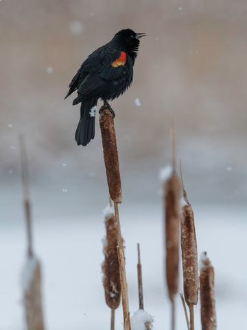 The Optimist - Limited Edition