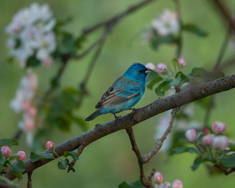 Indigo - limited edition