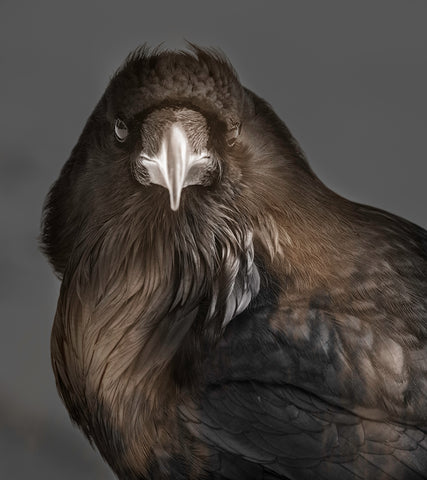 Spirit Bird - Limited Edition