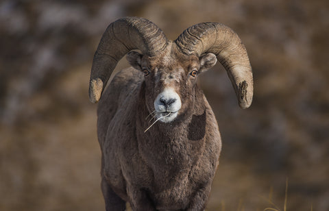 Ram