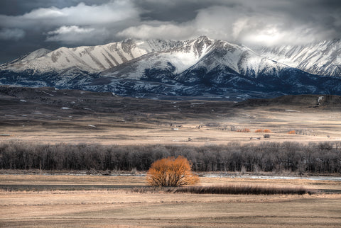 Winter Flinched - Limited Edition